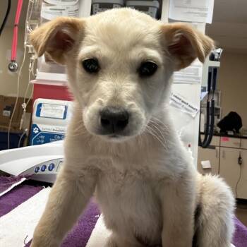 Mixed Breed Dogs Available for Adoption in Flagstaff, Arizona - Thistle | PetCurious