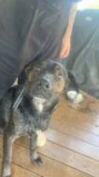 Rescue German Shepherd Dog and Mixed Breed Dogs for Adoption in West Chester, Pennsylvania - Bubbles | PetCurious