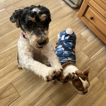Poodle Dogs Available for Adoption in Sinking Spring, Pennsylvania - Frappe (Austin) | PetCurious