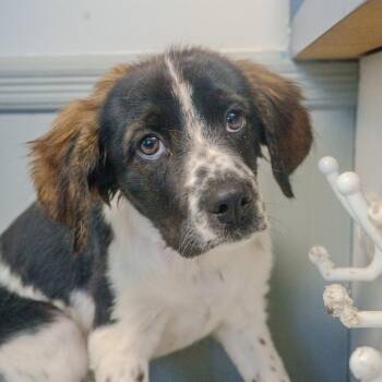 Spaniel Dogs Available for Adoption - Juniper | PetCurious