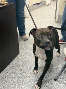 Venus -  Pit Bull Terrier Dog for Adoption in Burgaw, North Carolina - Venus | PetCurious