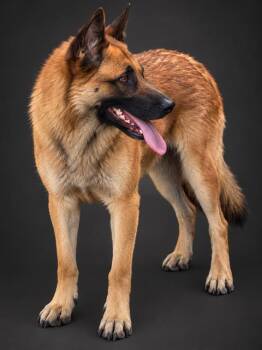 LILY -  German Shepherd Dog Dog for Adoption in Winter Haven, Florida - LILY | PetCurious