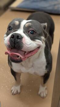 Honey Bea -  American Bulldog and Pit Bull Terrier Dog for Adoption in Allen, Texas - Honey Bea | PetCurious