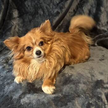 Sophie -  Chihuahua and Pomeranian Dog for Adoption in Pelham, New Hampshire - Sophie | PetCurious