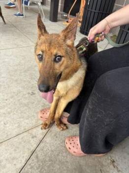 Adina -  Mixed Breed Dog for Adoption in Atlanta, Georgia - Adina | PetCurious