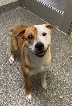 Chance -  Pit Bull Terrier and Labrador Retriever Dog for Adoption in Kansas City, Missouri - Chance | PetCurious