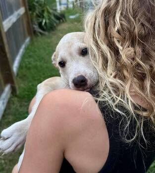 Pocky -  Labrador Retriever Dog for Adoption in Austin, Texas - Pocky | PetCurious