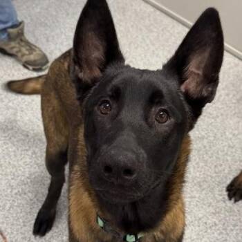 Belgian Shepherd Malinois Dogs Available for Adoption - Linus | PetCurious