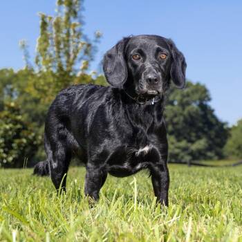 Pinkie Pie -  Beagle and Black Labrador Retriever Dog for Adoption in Franklin, Tennessee - Pinkie Pie | PetCurious