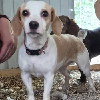 Rhea -  Dachshund and Beagle Dog for Adoption in Pineville, Missouri - Rhea | PetCurious
