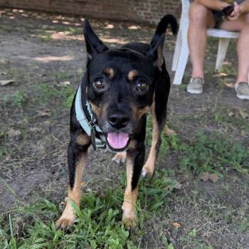 Chorizo -  Miniature Pinscher Dog for Adoption in New Orleans, Louisiana - Chorizo | PetCurious
