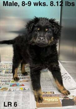 Spaniel Dogs Available for Adoption - Puck | PetCurious