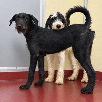 Chopper -  Mixed Breed Dog for Adoption in Buffalo, Minnesota - Chopper | PetCurious