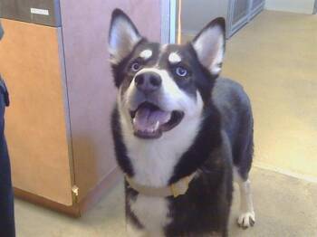 Siberian Husky Dogs Available for Adoption - HAZEL | PetCurious