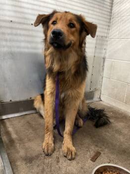 Rescue German Shepherd Dog Dogs for Adoption in San Bernardino, California - ZURI | PetCurious