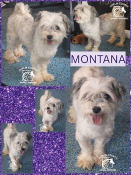 MONTANA -  Mixed Breed Dog for Adoption in Kenansville, North Carolina - MONTANA | PetCurious