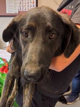Rescue Yellow Labrador Retriever Dogs for Adoption in Berea, Kentucky - Jimmy | PetCurious