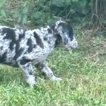 Australian Cattle Dog Blue Heeler and Standard Schnauzer Dogs Available for Adoption in Livingston, Texas - Athena | PetCurious