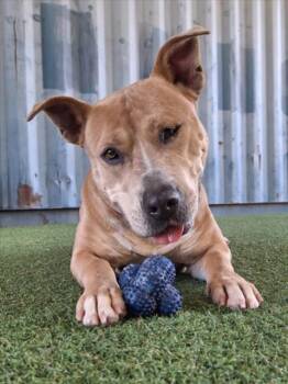 Rescue Pit Bull Terrier Dogs for Adoption in Woodland, California - SADIE MAE | PetCurious