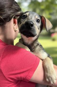 Terrier Dogs Available for Adoption in Elmsford, New York - Orion Available 6/4 | PetCurious