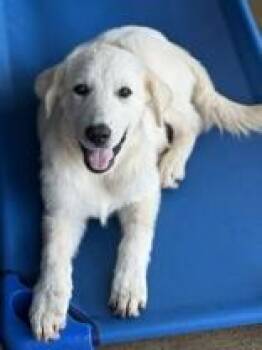 Flo -  Great Pyrenees and Labrador Retriever Dog for Adoption in Bowling Green, Kentucky - Flo | PetCurious