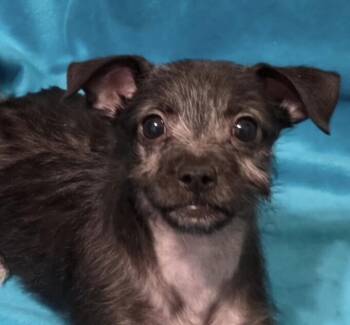 Chihuahua Dogs Available for Adoption in Washington, District Of Columbia - Babe Buzz | PetCurious