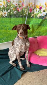 German Shorthaired Pointer and Mixed Breed Dogs Available for Adoption - Le