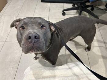CUDDLE BEAR -  Pit Bull Terrier Dog for Adoption in Rowlett, Texas - CUDDLE BEAR | PetCurious