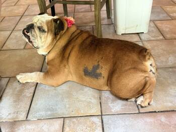 Tallulah -  English Bulldog Dog for Adoption in Belmar, New Jersey - Tallulah | PetCurious