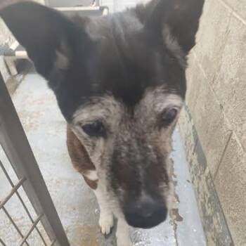 Shepherd and Boxer Dogs Available for Adoption in Ravenna, Ohio - 190523 LOOKING FOR OWNER | PetCurious