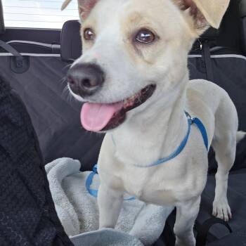 Oso -  Beagle and Chihuahua Dog for Adoption in Greenville, South Carolina - Oso | PetCurious