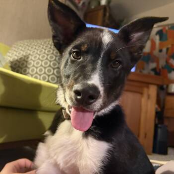Dutch Shepherd and Australian Shepherd Dogs Available for Adoption in Newport, Washington - Roux | PetCurious