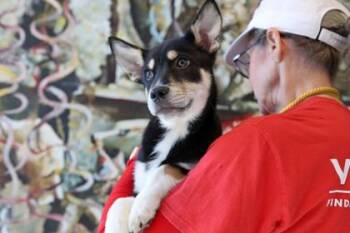 Havik -  Mixed Breed Dog for Adoption in West Chester, Pennsylvania - Havik | PetCurious