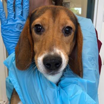 Beagle Dogs Available for Adoption in Nashville, Tennessee - Cub | PetCurious