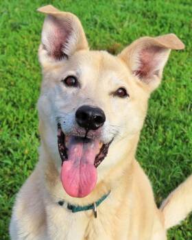 Long-Term Project -  Husky and Basset Hound Dog for Adoption in New York, New York - Long-Term Project | PetCurious
