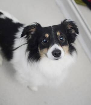 Atari -  Papillon and Dachshund Dog for Adoption in Pontiac, Michigan - Atari | PetCurious