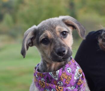 Pepper (female) -  Shepherd and Husky Dog for Adoption in West Grove, Pennsylvania - Pepper (female) | PetCurious
