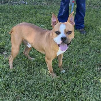 Willy -  Mixed Breed Dog for Adoption in Newark, New Jersey - Willy | PetCurious