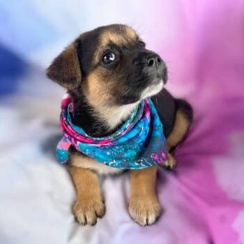 Arlene -  Shepherd and Australian Kelpie Dog for Adoption in Boerne, Texas - Arlene | PetCurious