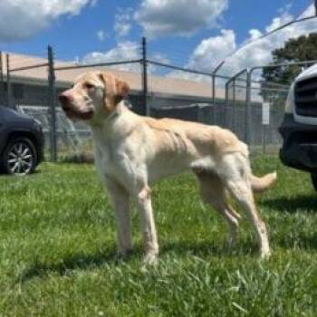 Toby -  Yellow Labrador Retriever Dog for Adoption in Erie, Pennsylvania - Toby | PetCurious
