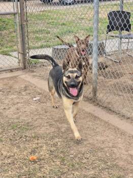 German Shepherd Dog Dogs Available for Adoption - Jeffrey | PetCurious