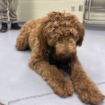 Mixed Breed Dogs Available for Adoption in Columbus, Georgia - 04/27/2026-Stray-GleasonAvenue-"Zoey" | PetCurious