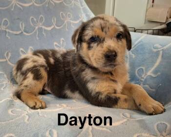 Australian Shepherd Dogs Available for Adoption - Dayton | PetCurious