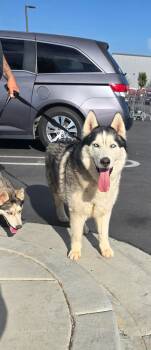 Siberian Husky and Alaskan Malamute Dogs Available for Adoption - Ghost | PetCurious