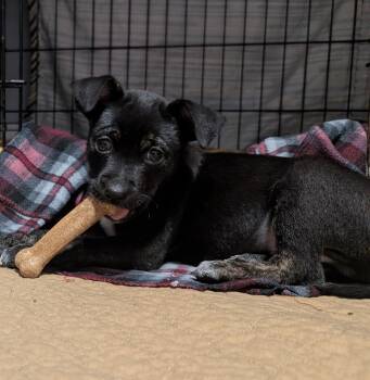 Terrier Dogs Available for Adoption in Brooklyn Center, Minnesota - Blaze | PetCurious