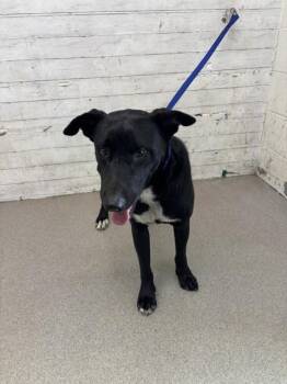 BACON -  Labrador Retriever and Mixed Breed Dog for Adoption in San Bernardino, California - BACON | PetCurious