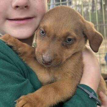 Weimaraner and Hound Dogs Available for Adoption - Judy | PetCurious