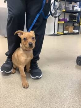 Rescue Chihuahua and Mixed Breed Dogs for Adoption in Fort Worth, Texas - 59818731 | PetCurious