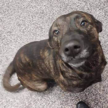 Dutch Shepherd Dogs Available for Adoption - Cora | PetCurious