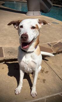 Prince Boy -  Australian Cattle Dog Blue Heeler and Labrador Retriever Dog for Adoption in Lavon, Texas - Prince Boy | PetCurious